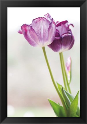 Framed Tulip Time II Print