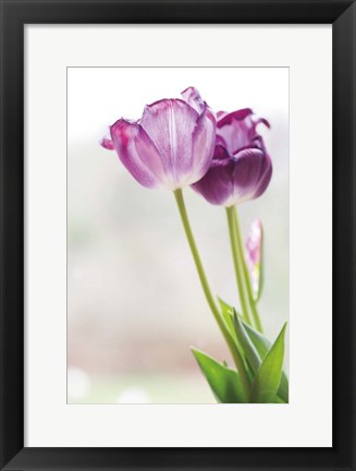 Framed Tulip Time II Print