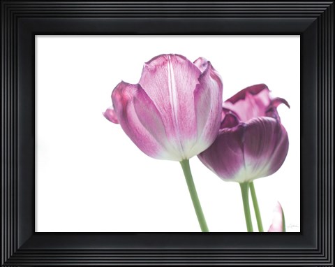 Framed Tulip Time I Print