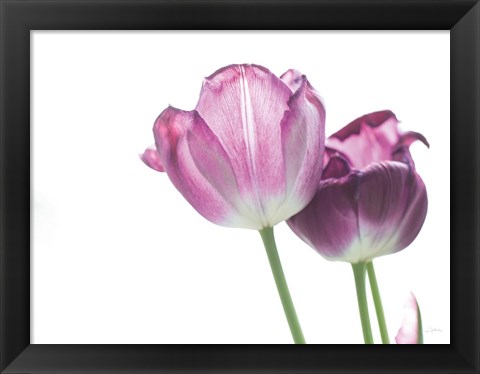 Framed Tulip Time I Print