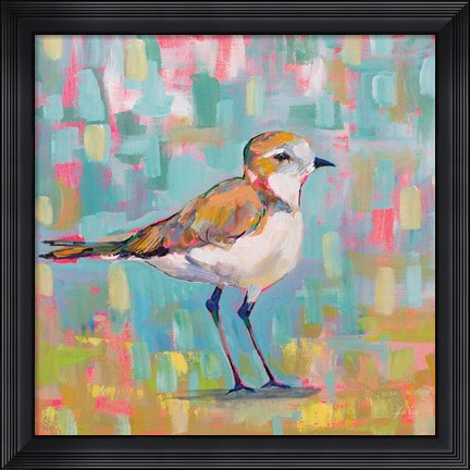 Framed Coastal Plover III Print