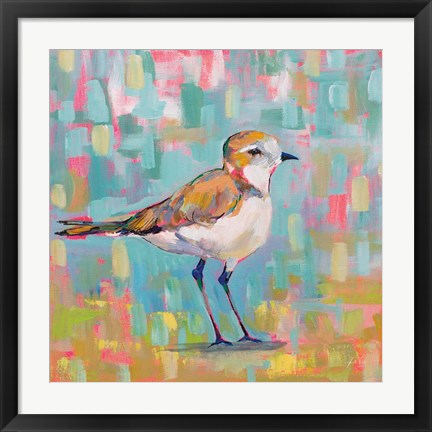 Framed Coastal Plover III Print