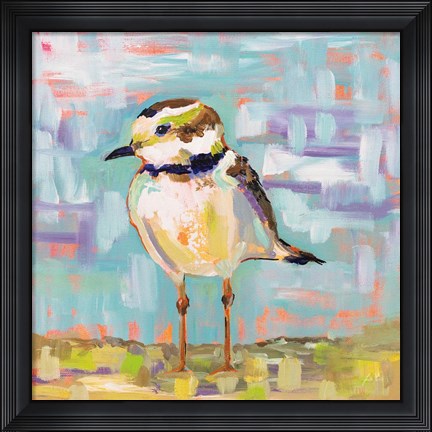 Framed Coastal Plover II Print