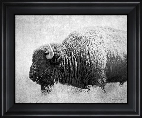 Framed Buffalo II BW Print
