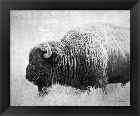 Framed Buffalo II BW Print