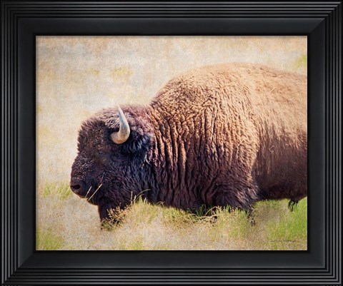 Framed Buffalo II Print