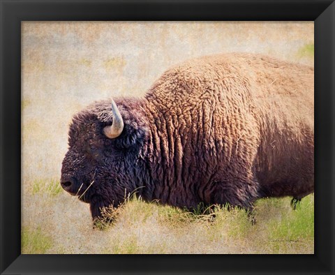 Framed Buffalo II Print