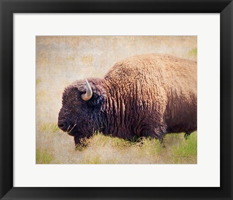 Framed Buffalo II Print