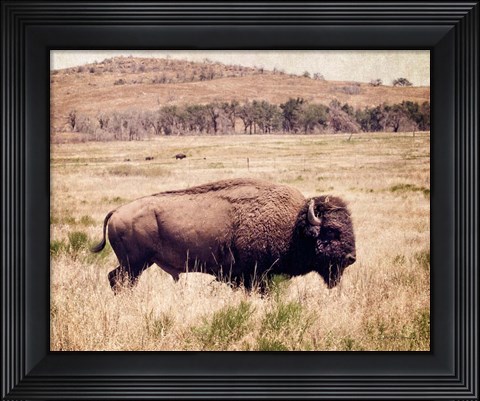 Framed Buffalo I Print