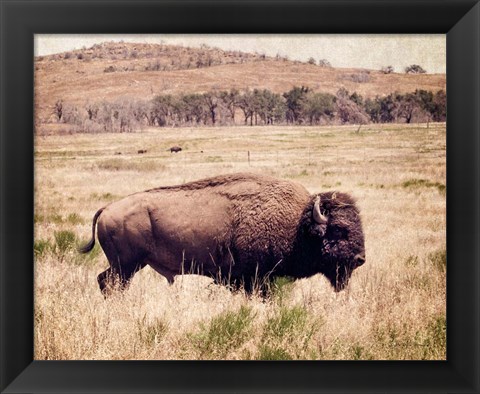 Framed Buffalo I Print