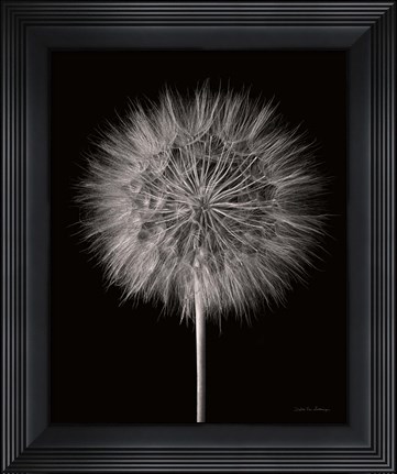 Framed Dandelion Fluff on Black Print