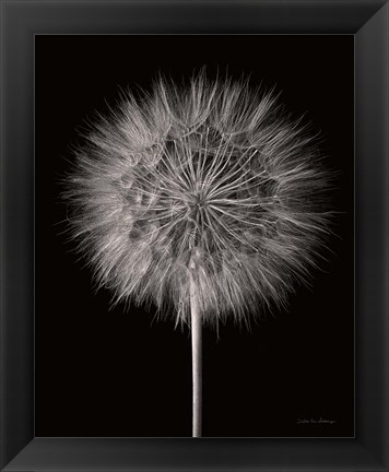 Framed Dandelion Fluff on Black Print