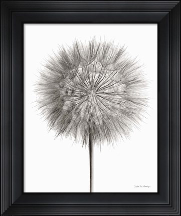 Framed Dandelion Fluff on White Print
