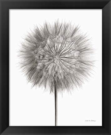 Framed Dandelion Fluff on White Print