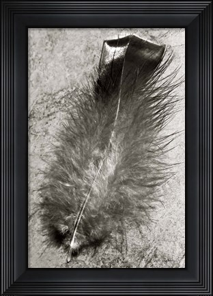 Framed Feather Shadow IV Print