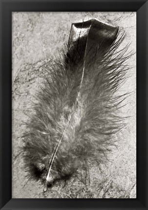 Framed Feather Shadow IV Print