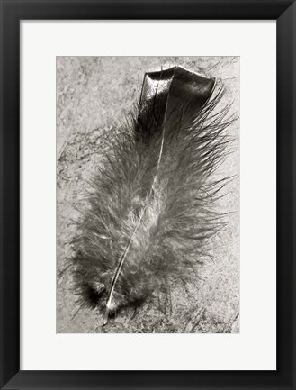 Framed Feather Shadow IV Print