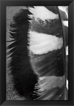 Framed Feather Shadow III Print