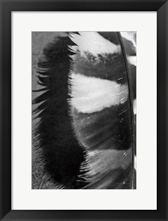 Framed Feather Shadow III Print