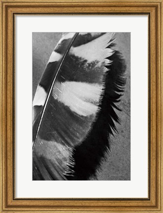Framed Feather Shadow I Print