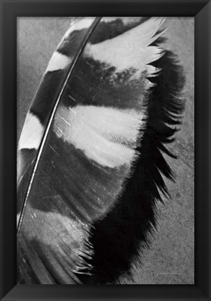 Framed Feather Shadow I Print