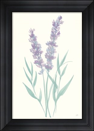Framed Lavender I Print