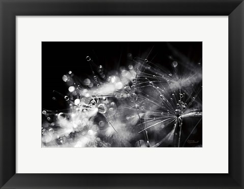 Framed Dandelion Abstract II Print