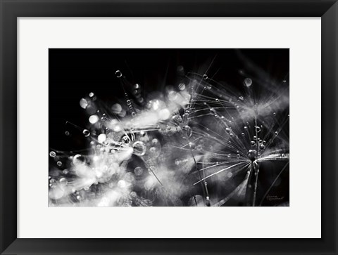 Framed Dandelion Abstract II Print