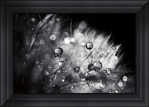 Framed Dandelion Abstract I Print