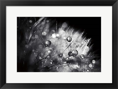 Framed Dandelion Abstract I Print