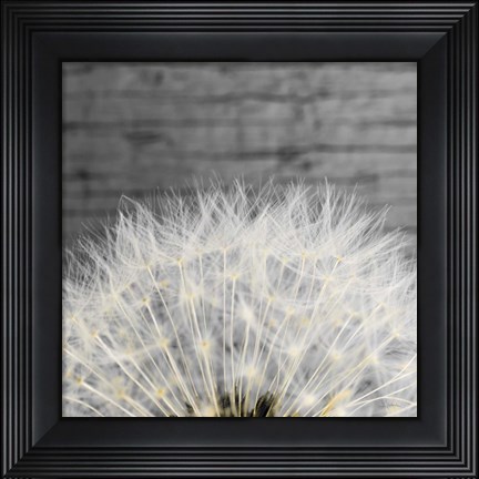 Framed Delicate Dandelion Print