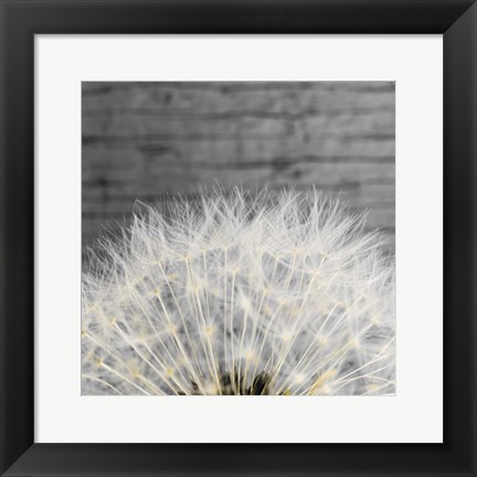 Framed Delicate Dandelion Print