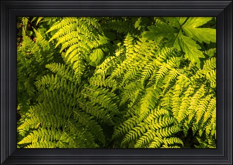 Framed Ferns II Print