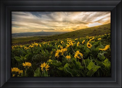 Framed Sunflower Field Print