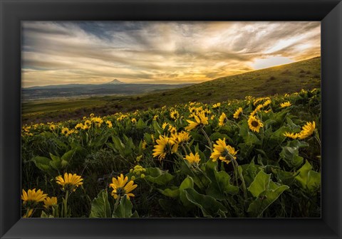 Framed Sunflower Field Print