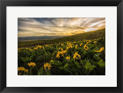 Framed Sunflower Field Print