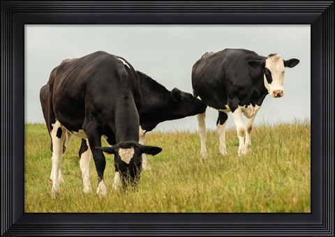Framed Country Cows Print