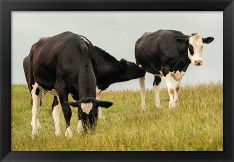 Framed Country Cows Print