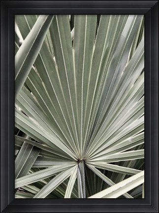 Framed Organic Palm I Print