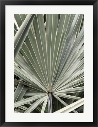 Framed Organic Palm I Print