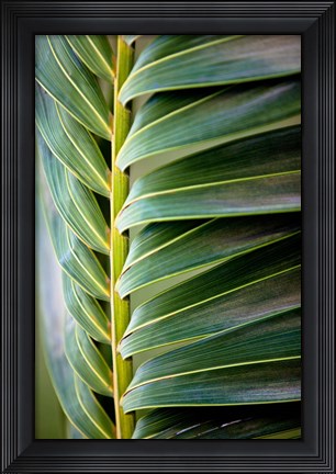 Framed Palma I Print