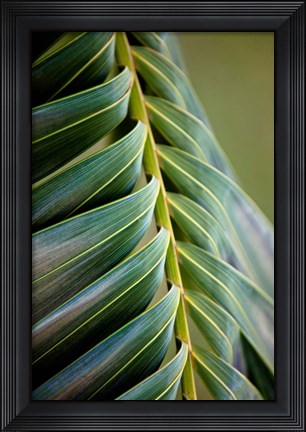 Framed Palma II Print