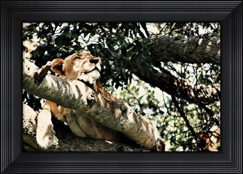 Framed Lion Tree Print
