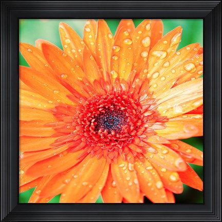 Framed Mixed Gerbera I Print