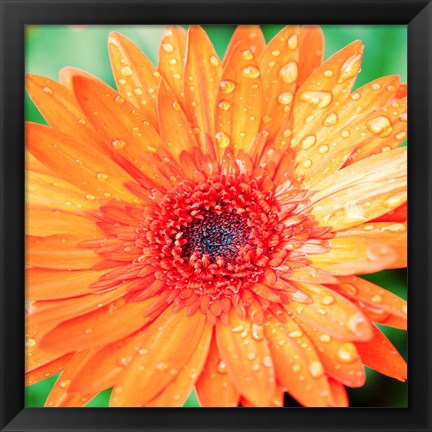 Framed Mixed Gerbera I Print