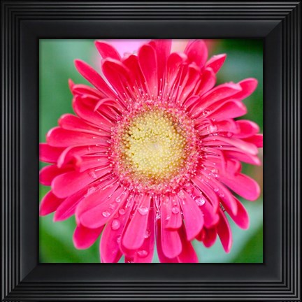 Framed Mixed Gerbera II Print