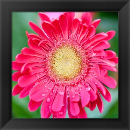 Framed Mixed Gerbera II Print