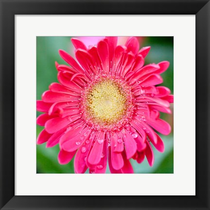 Framed Mixed Gerbera II Print