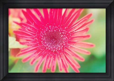 Framed Pink Gerbera Print
