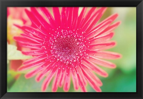 Framed Pink Gerbera Print